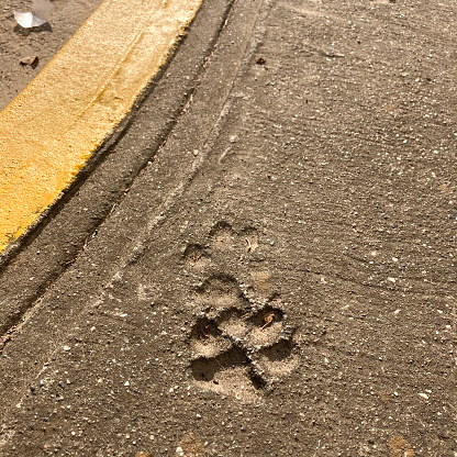 Close up view of dog footprints on dry cement of a sidewalk in  a suburb of Caracas city