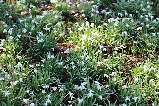 Large area of snowdrops in a woodland in winter