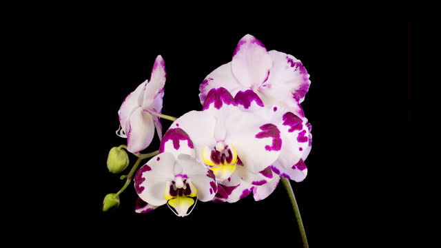 Blooming White - Magenta Orchid Phalaenopsis Flower