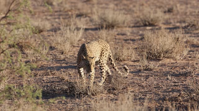 Leopard sniffing the ground while patrolling its territory, Kgalagadi