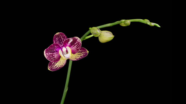 Blooming Magenta Orchid Phalaenopsis Flower