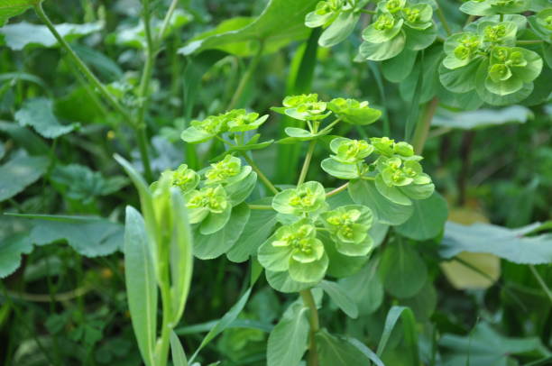 istock Plant in the garden 2042778164