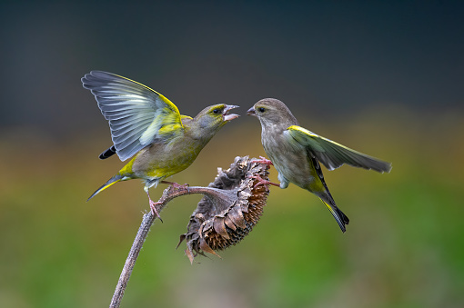 Greenfinches fighting over a sunflower
