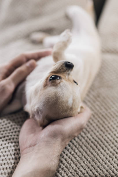 istock Man holding small chihuahua puppy 2042779255