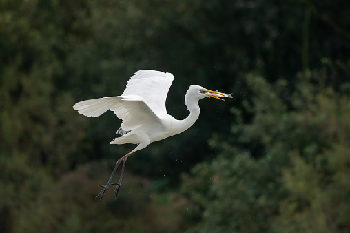 Great egret flying with fish