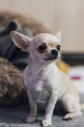Cute small Chihuahua puppy sitting.