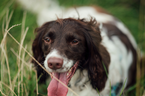 A close up low level view of a working cocker spaniel enjoying the great outdoors on a family coastal trip to coaster in the North East of England. It has beautiful brown and white colouring and is panting with its tongue out.