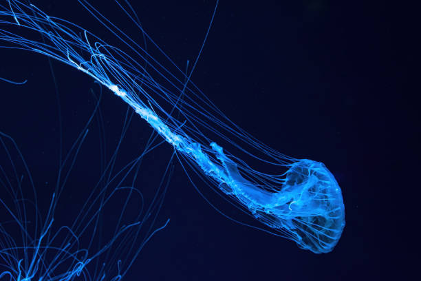 istock One fluorescent jellyfish swimming underwater aquarium pool with blue neon light 2042784225