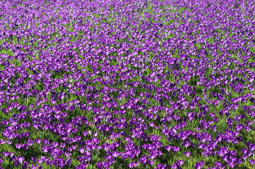 Masses of bright purple crocuses covering a garden lawn in spring sunshine