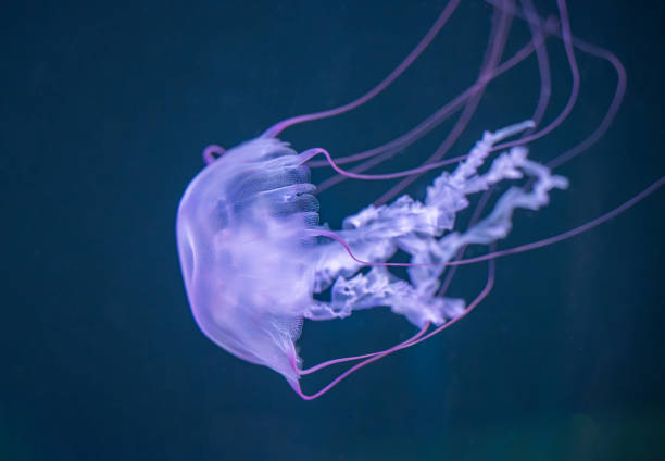 istock beautiful jellyfish floating 2042788197