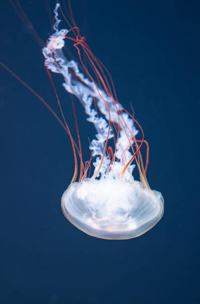 istock beautiful jellyfish floating 2042789306