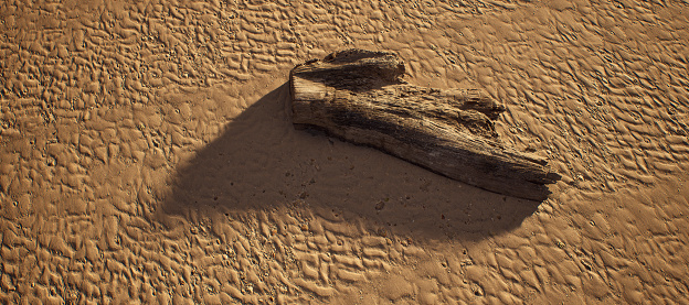 Piece of dead tree wood on rippled sand on beach in sunlight. High angle view.