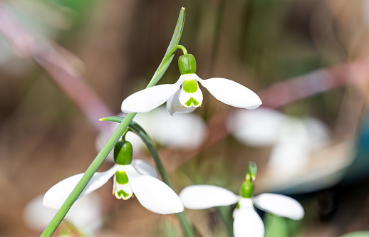snowdrops bloomed in early spring
