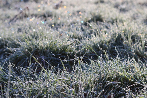 Frost covered grass sparkling in morning sunshine