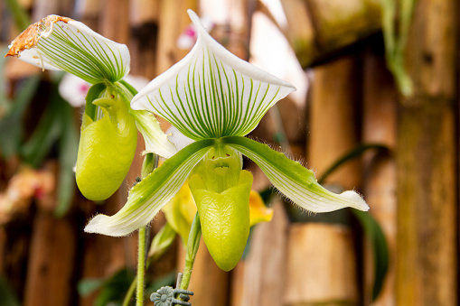 Yellow green and white flower, Flower of exotic orchid Venus slipper (Paphiopedilum insigne f. sanderae)