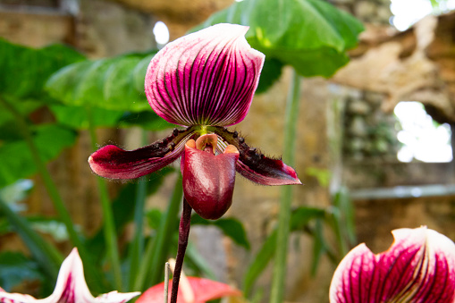 Red and white flower, Flower of exotic orchid Venus slipper (Paphiopedilum insigne f. sanderae)