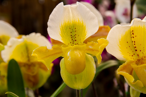 Yellow and white flower, Flower of exotic orchid Venus slipper (Paphiopedilum insigne f. sanderae)