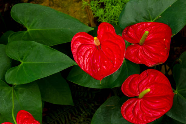 istock Anthurium is red heart-shaped flower 2042806965