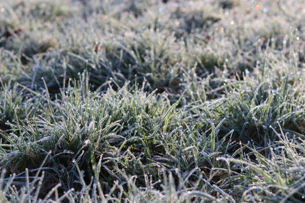 istock Frost covered grass sparkling in morning sunshine 2042807005