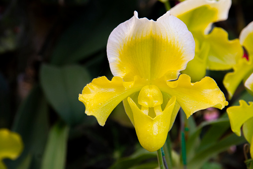 Yellow and white flower, Flower of exotic orchid Venus slipper (Paphiopedilum insigne f. sanderae)