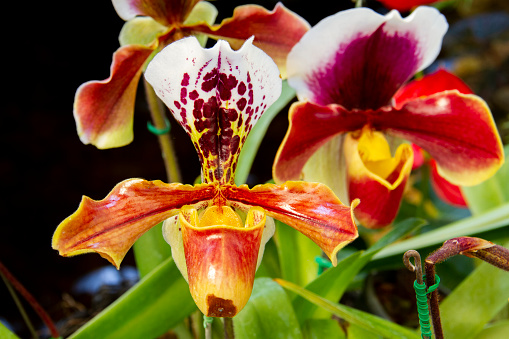 Yellow  white and red spot flower, Flower of exotic orchid Venus slipper (Paphiopedilum insigne f. sanderae)