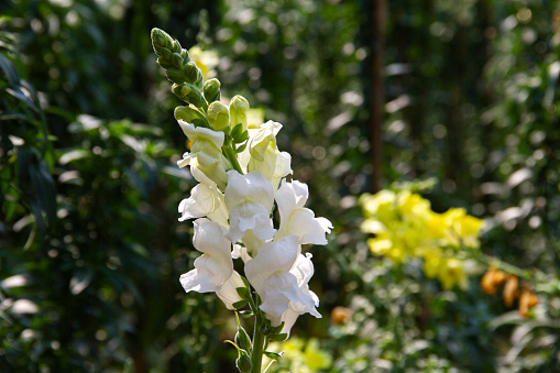 White snapdragon flower close-up on a flower bed.