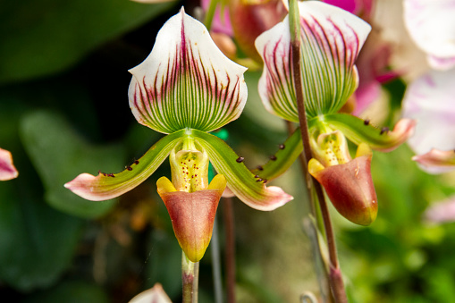 Green  red   and white flower, Flower of exotic orchid Venus slipper (Paphiopedilum insigne f. sanderae)