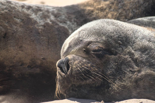 istock South American sea lion 2042812347