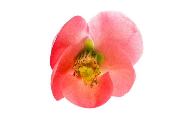 Chinese quince flowers isolated on white background