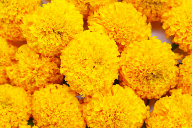 Beautiful golden yellow marigold flowers