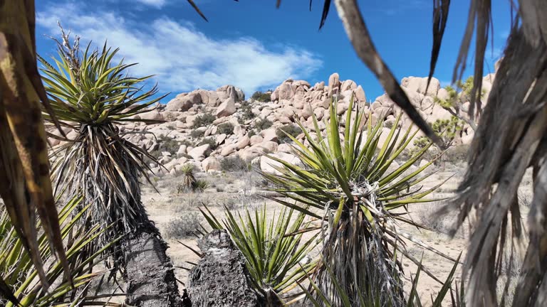 Exploring Joshua Tree