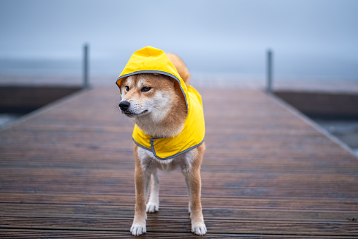 A red Shiba inu dog dressed in a yellow raincoat is standing on a wooden pier on rainy and foggy day