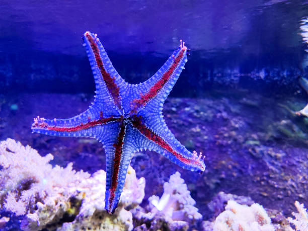 istock Starfish on the glass pane in an aquarium 2042849304