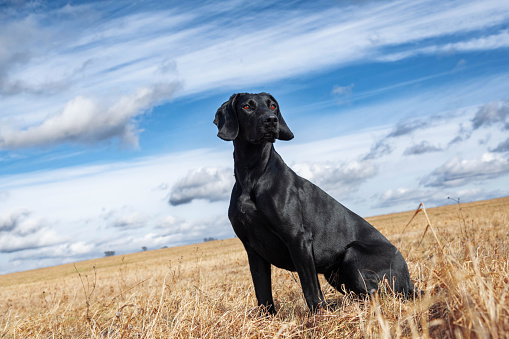 Black Labrador retriever puppy standing attentively in a field of long grass in the Campsie Fells