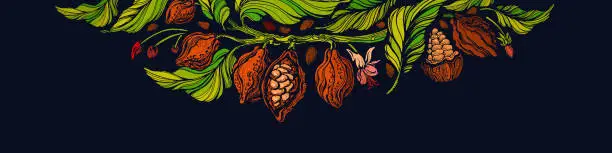 Vector illustration of Cocoa tree banner, print Bean, leaves, choco fruit