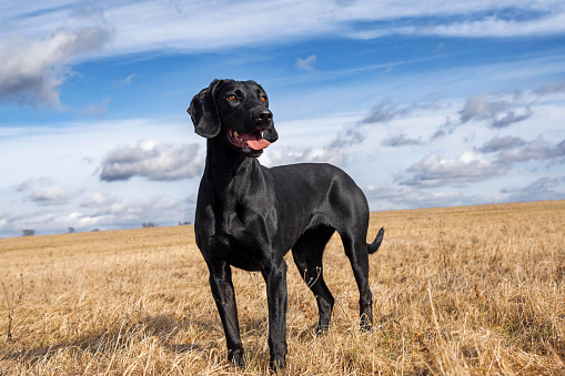 German Wirehair Pointer and man upland bird hunting in the Midwest.