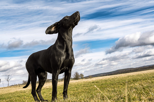Portrait of a black Labrador Retriever smelling something