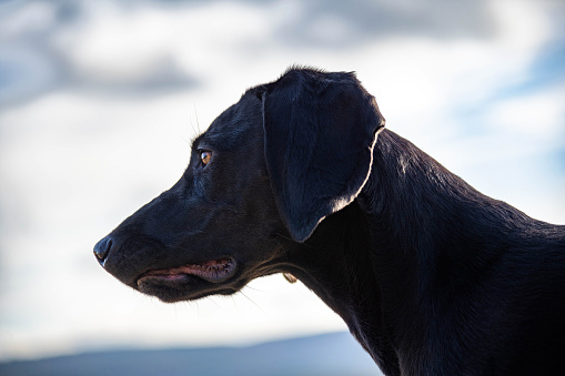 Portrait of black Labrador Retriever on the field staring around