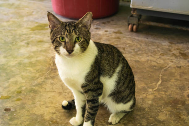 istock a grey and white cat sitting in the middle of a floor 2042865048