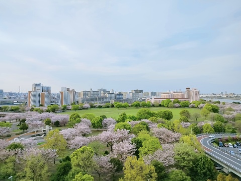 City Line of Tokyo with early Sakura
