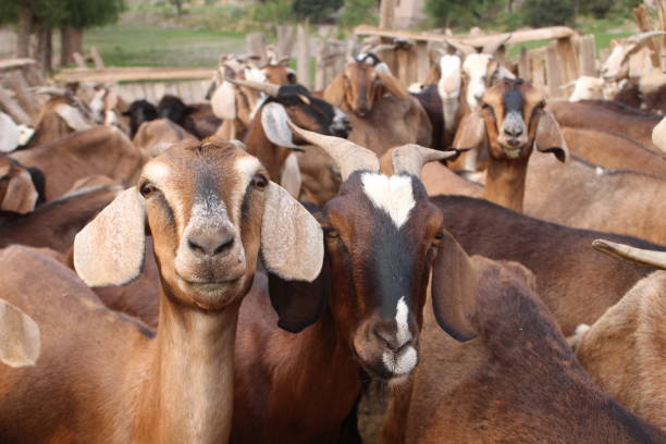 istock Fields with animals and crops in northwest Argentina 2042870013