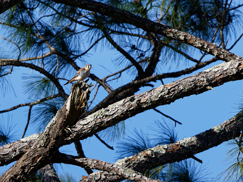 American Kestrel  (Falco sparverius) on broken branch