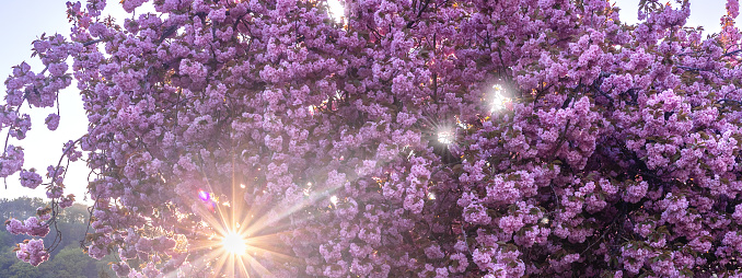 4x1 banner sun shines through the crown of a blooming pink sakura. Sunset