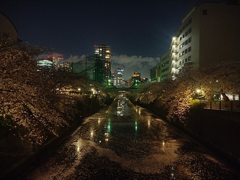 Fallen Cherry Blossoms Paint a Pink Hue on the Meguro River in Tokyo