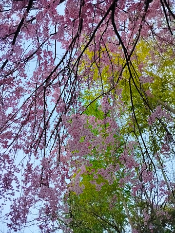 The Magic of Spring in Tokyo: Captured in a Sea of Pink Blossoms