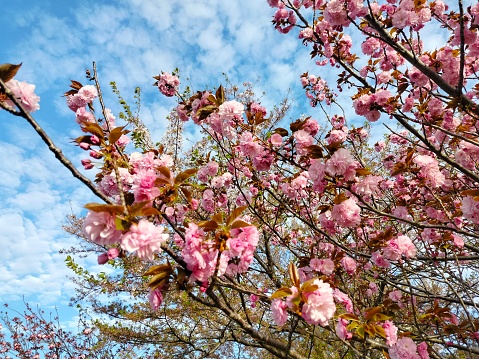 A Tranquil Scene of Tokyo's Sakura Trees
