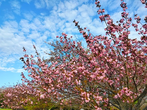 A Cascade of Pink Petals: Tokyo's Cherry Blossoms in Full Bloom
