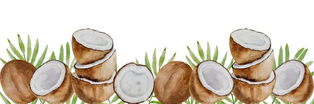 Vector illustration of Vector and watercolor banner of coconuts, hand painted on paper, white background