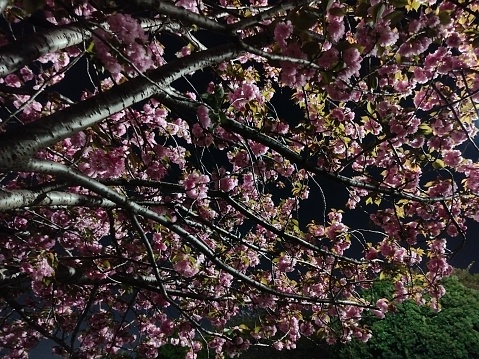 Cherry Blossom at Midnight