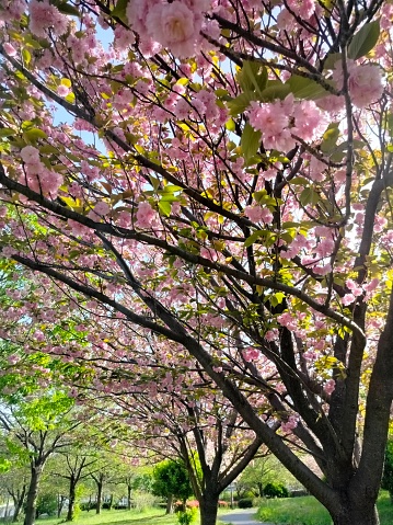 A Walk Beneath the Cherry Blossom Canopy: A Tokyo Dream